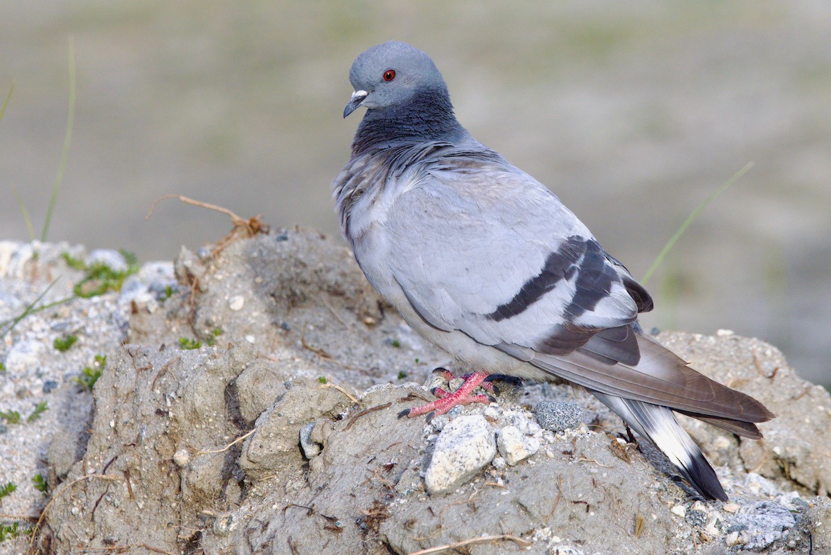 Pigeon des rochers - ML598116341