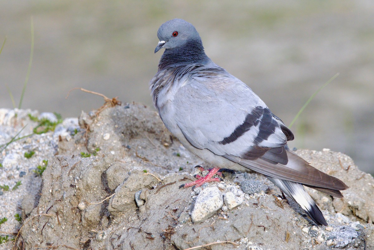 Hill Pigeon - ML598116341