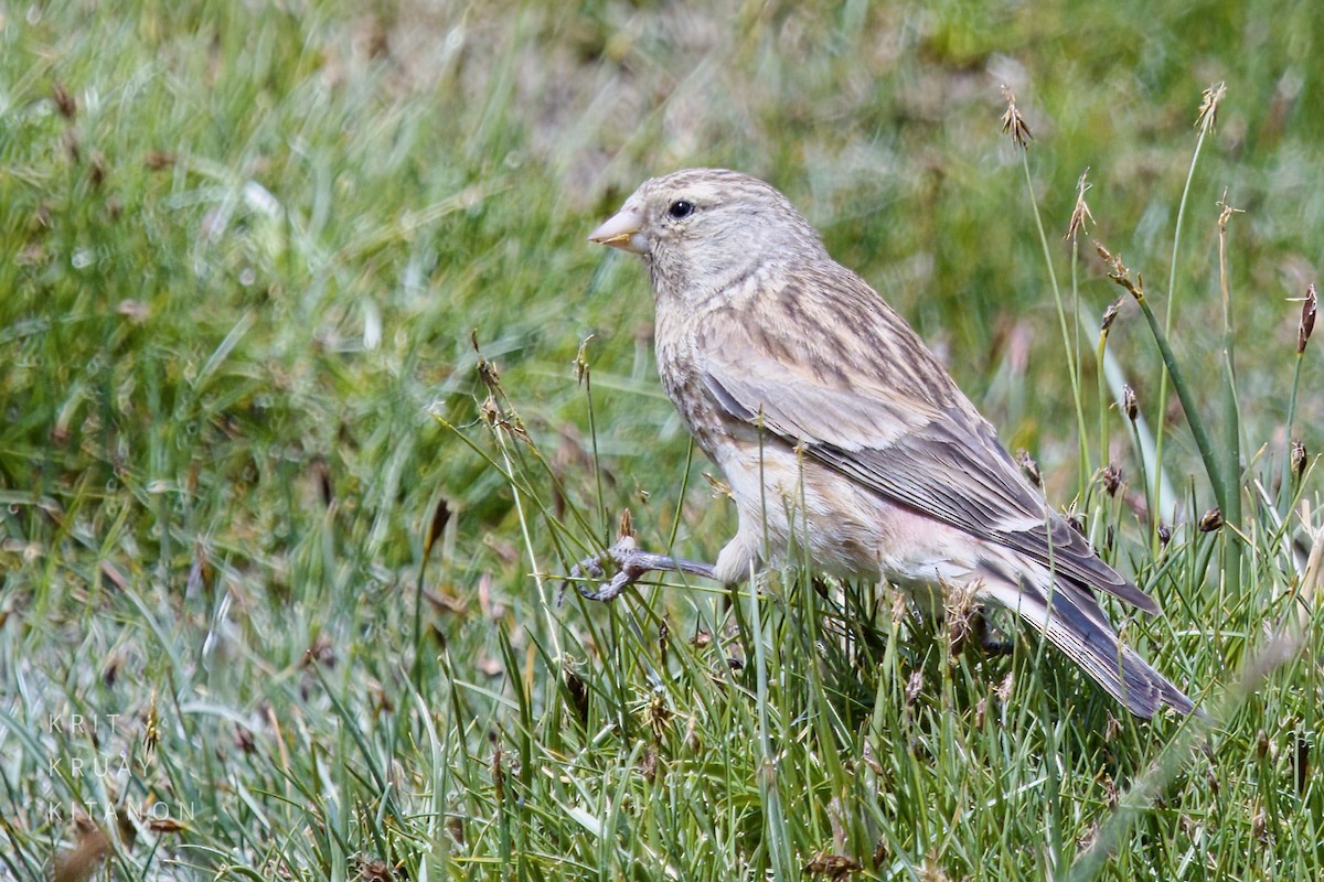 Twite - ML598116621