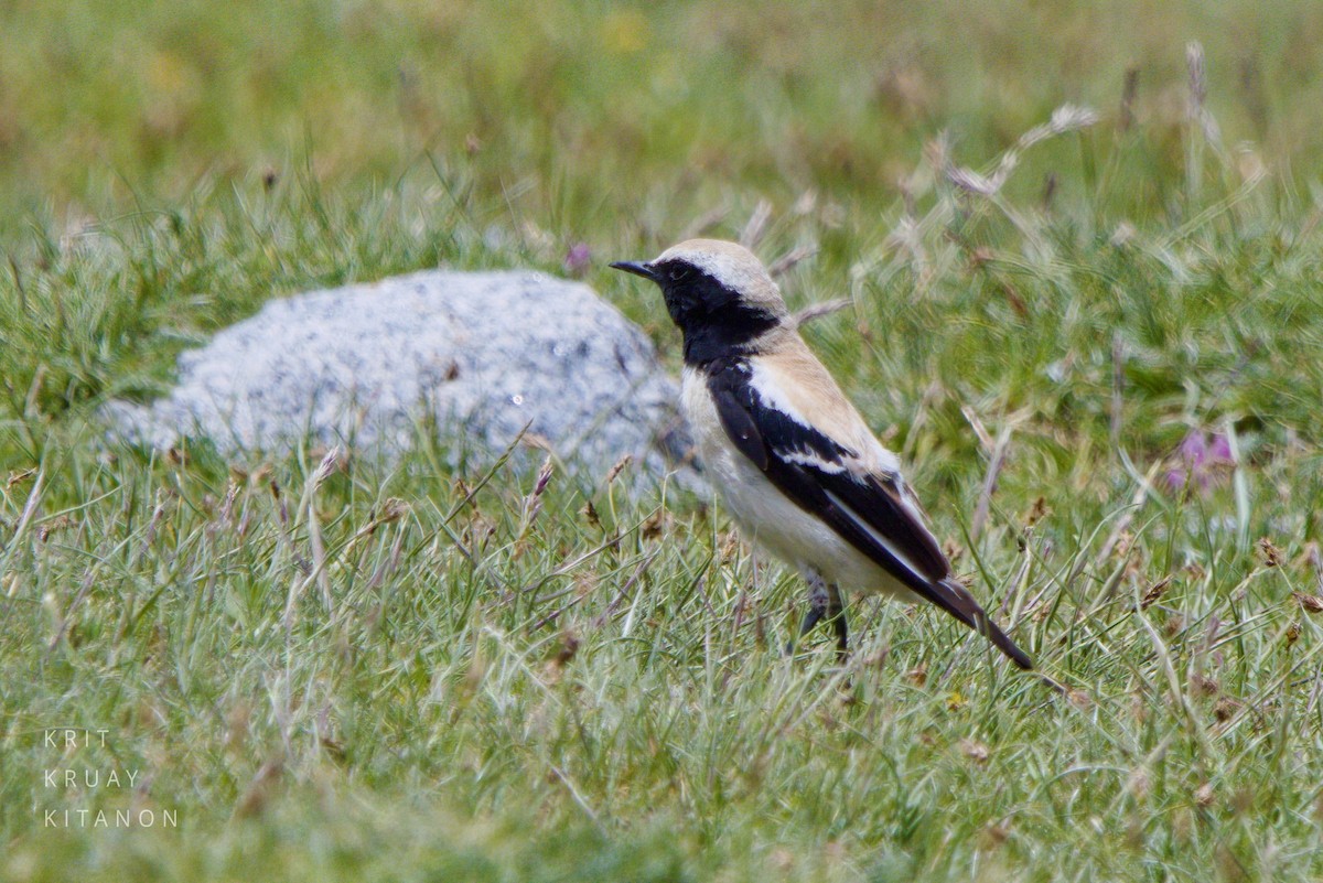 Desert Wheatear - ML598116641