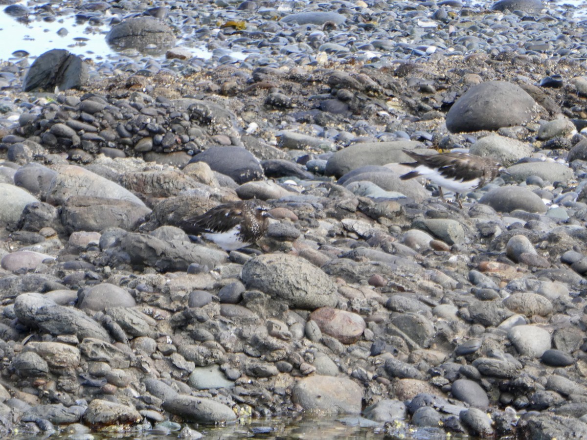 Black Turnstone - ML598116961