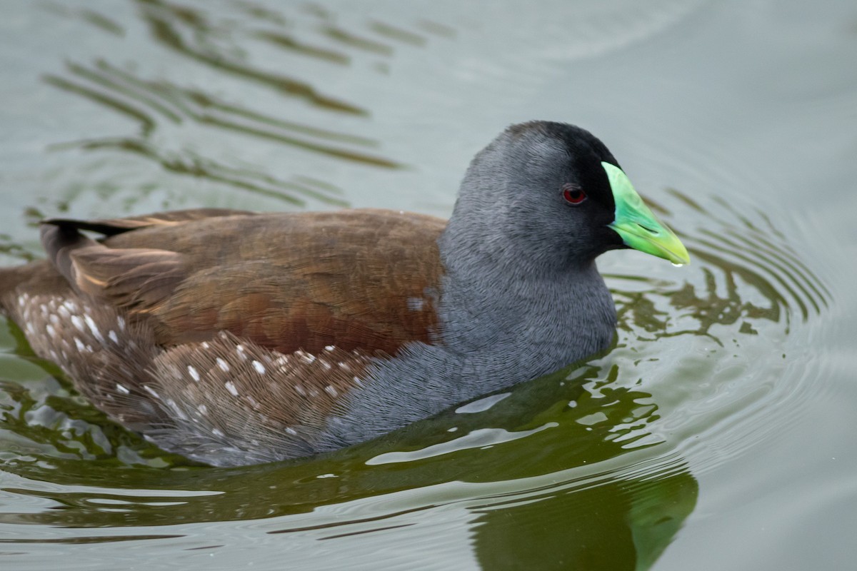 Spot-flanked Gallinule - Ariel Cabrera Foix