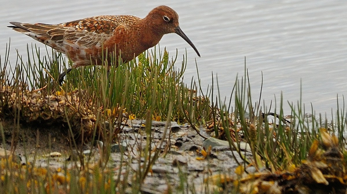 Curlew Sandpiper - ML598117401