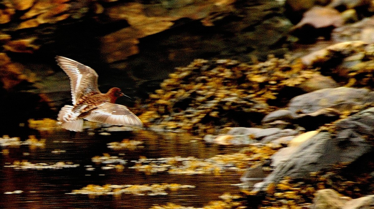 Curlew Sandpiper - ML598117421