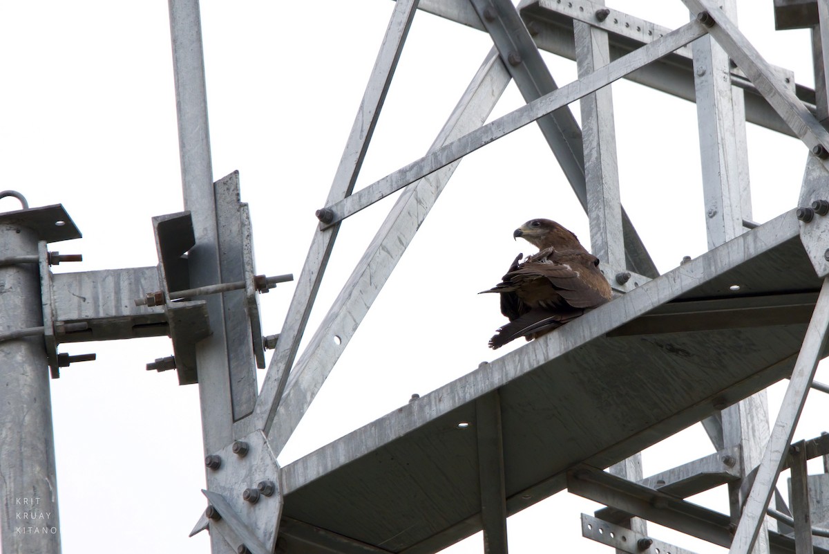 Black Kite - ML598118381