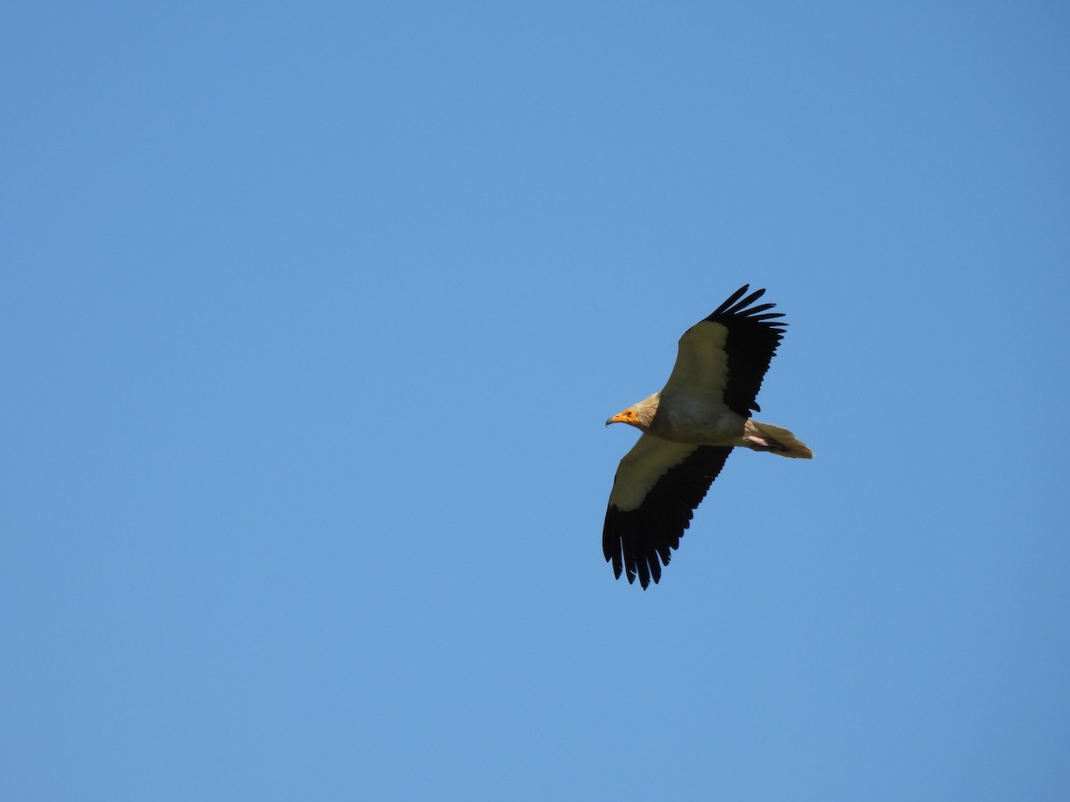 Egyptian Vulture - ML598118961