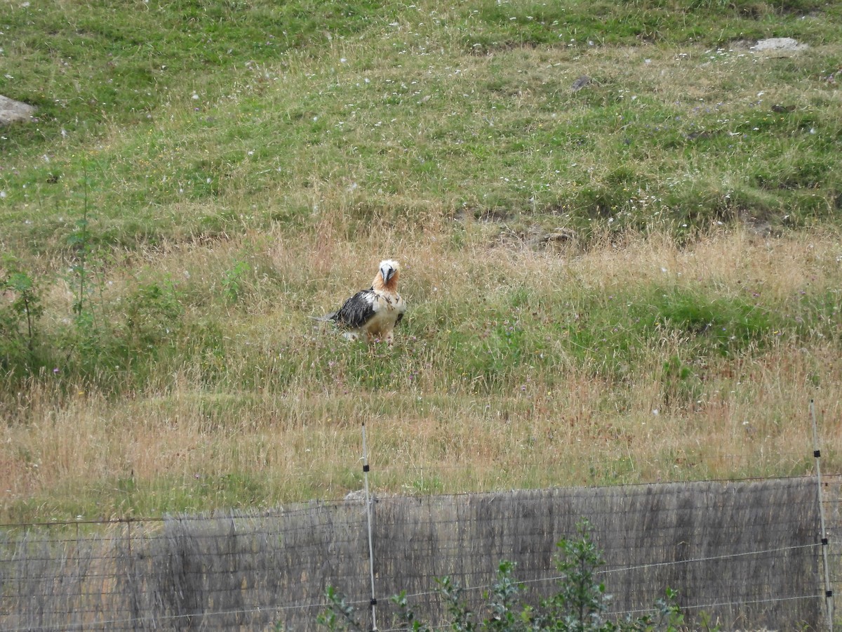 Bearded Vulture - ML598119061