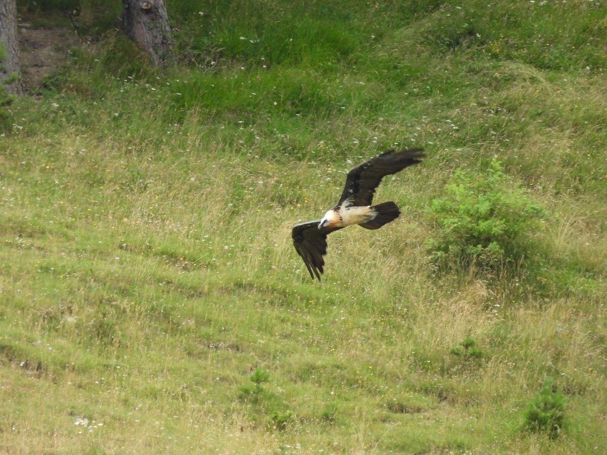 Bearded Vulture - ML598119071