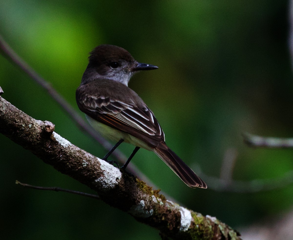 Stolid Flycatcher - ML598119801