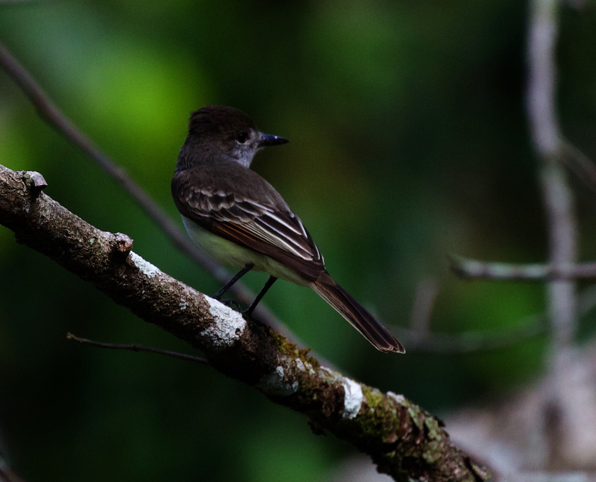 Stolid Flycatcher - David Ascanio