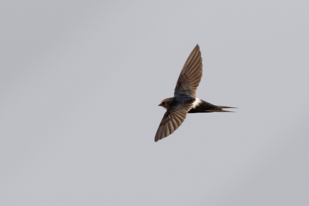 White-rumped Swift - ML598120511