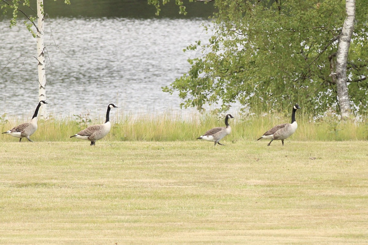 Canada Goose - ML598121181