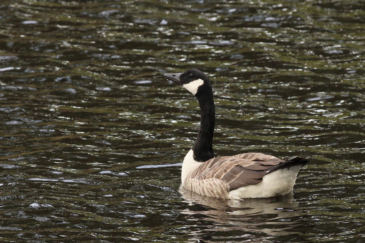 Canada Goose - Peyton Stone