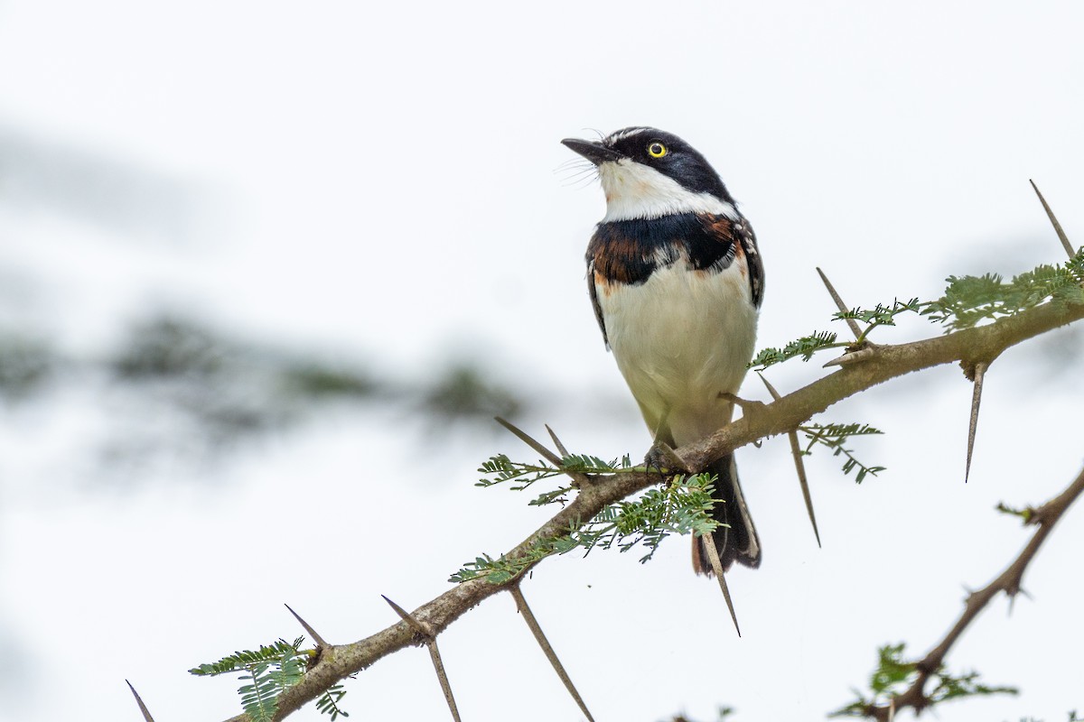 Chinspot Batis - Joshua Brown