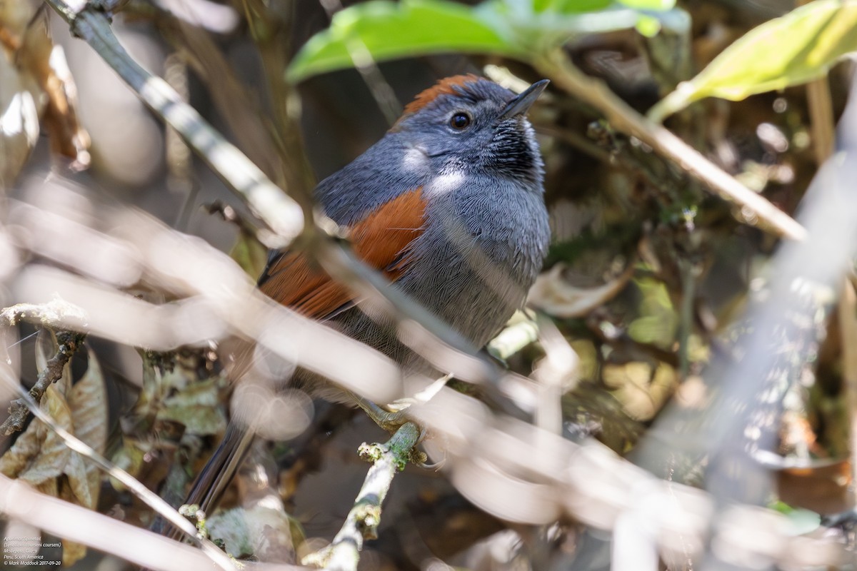 Apurimac Spinetail - ML598121611