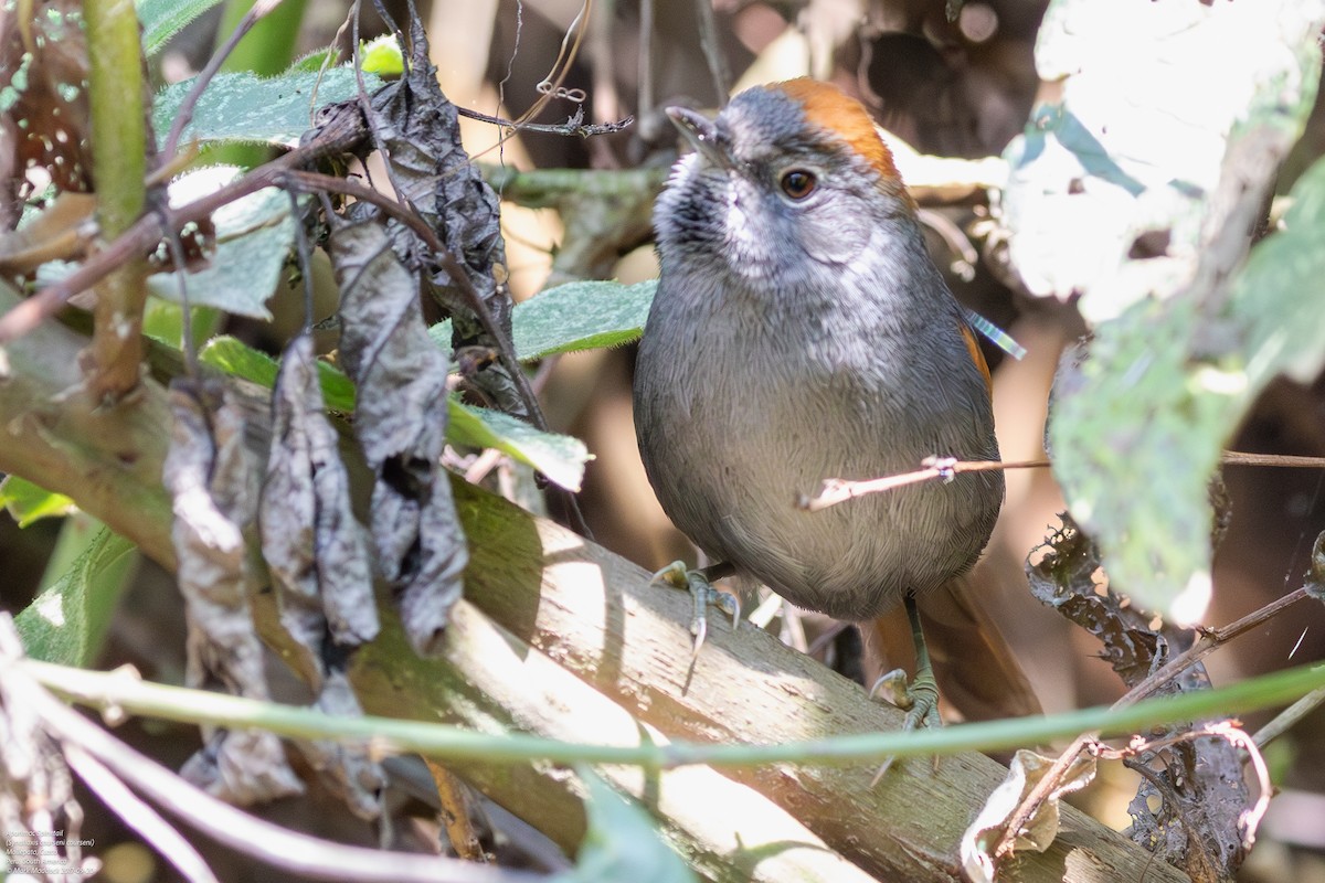 Apurimac Spinetail - ML598121701