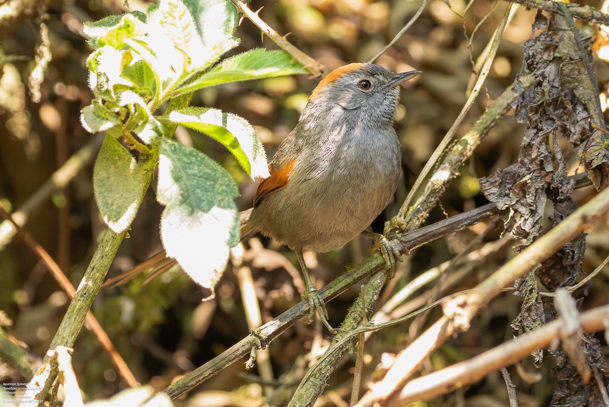 Apurimac Spinetail - ML598121741