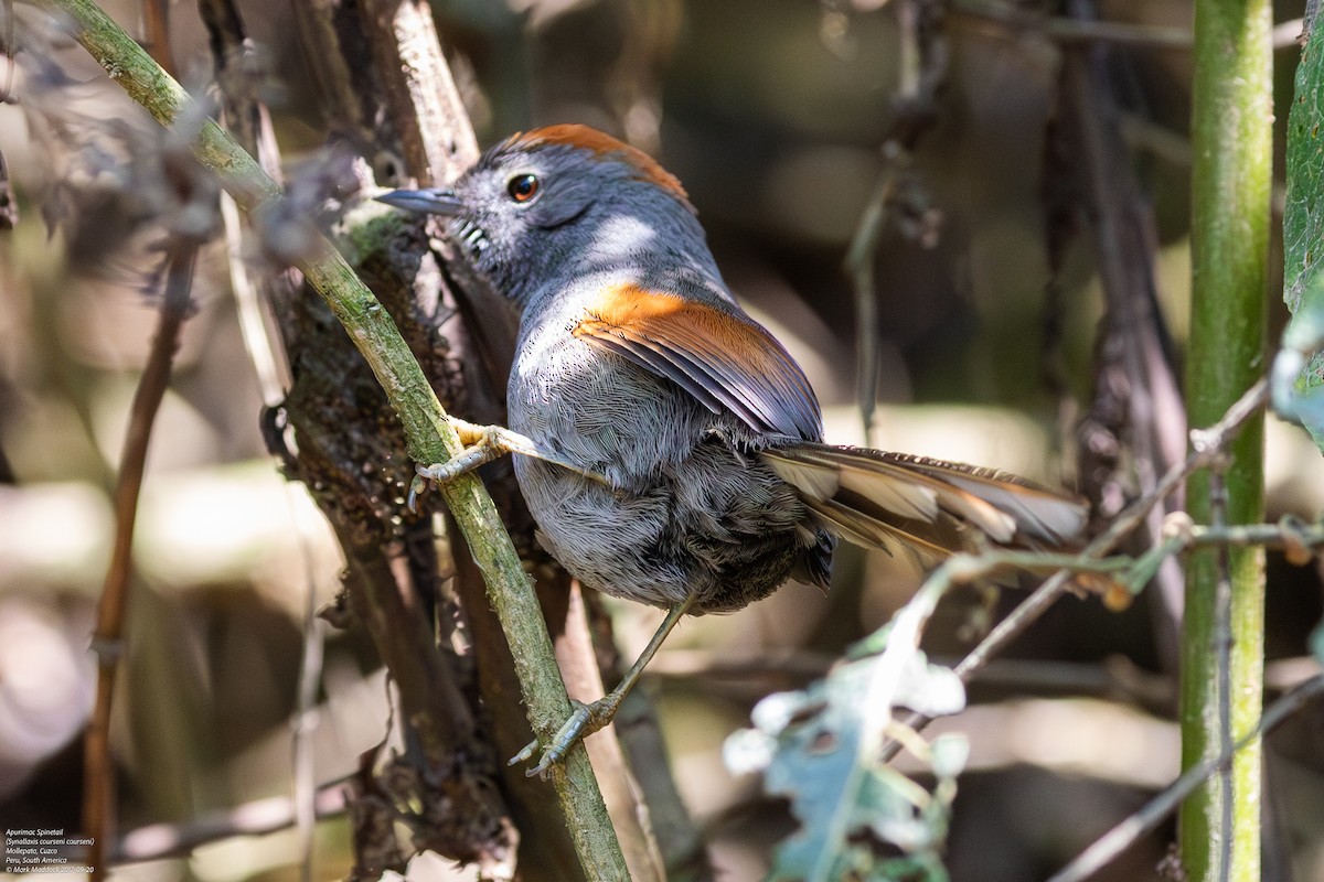 Apurimac Spinetail - Mark Maddock