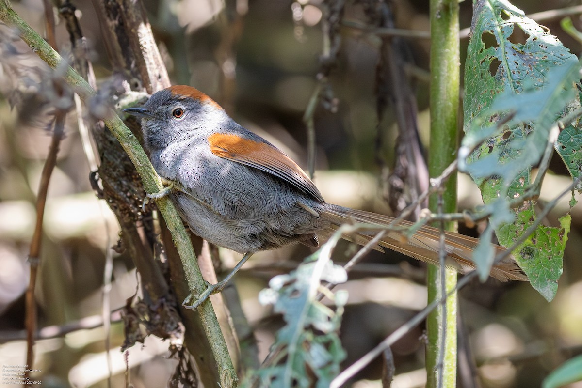 Apurimac Spinetail - Mark Maddock