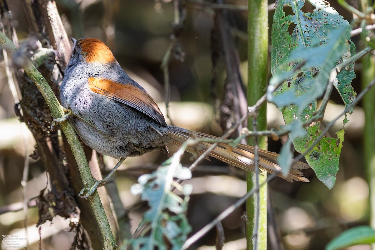 Apurimac Spinetail - Mark Maddock