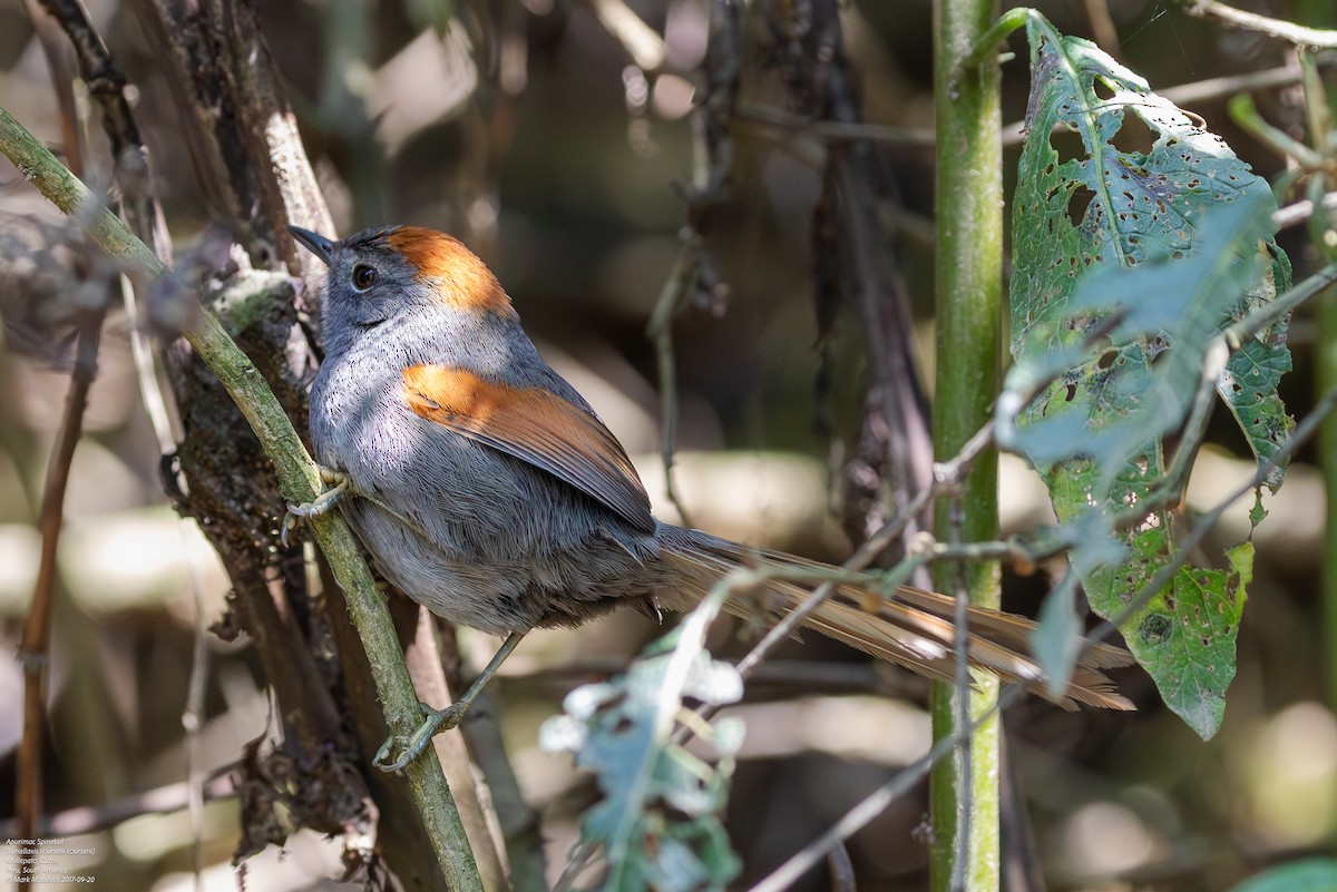 Apurimac Spinetail - Mark Maddock