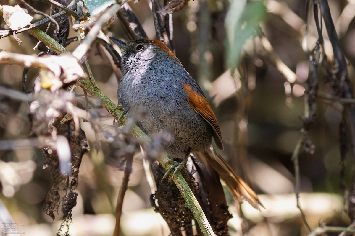 Apurimac Spinetail - Mark Maddock