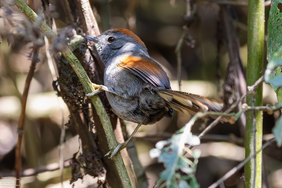 Apurimac Spinetail - ML598122211