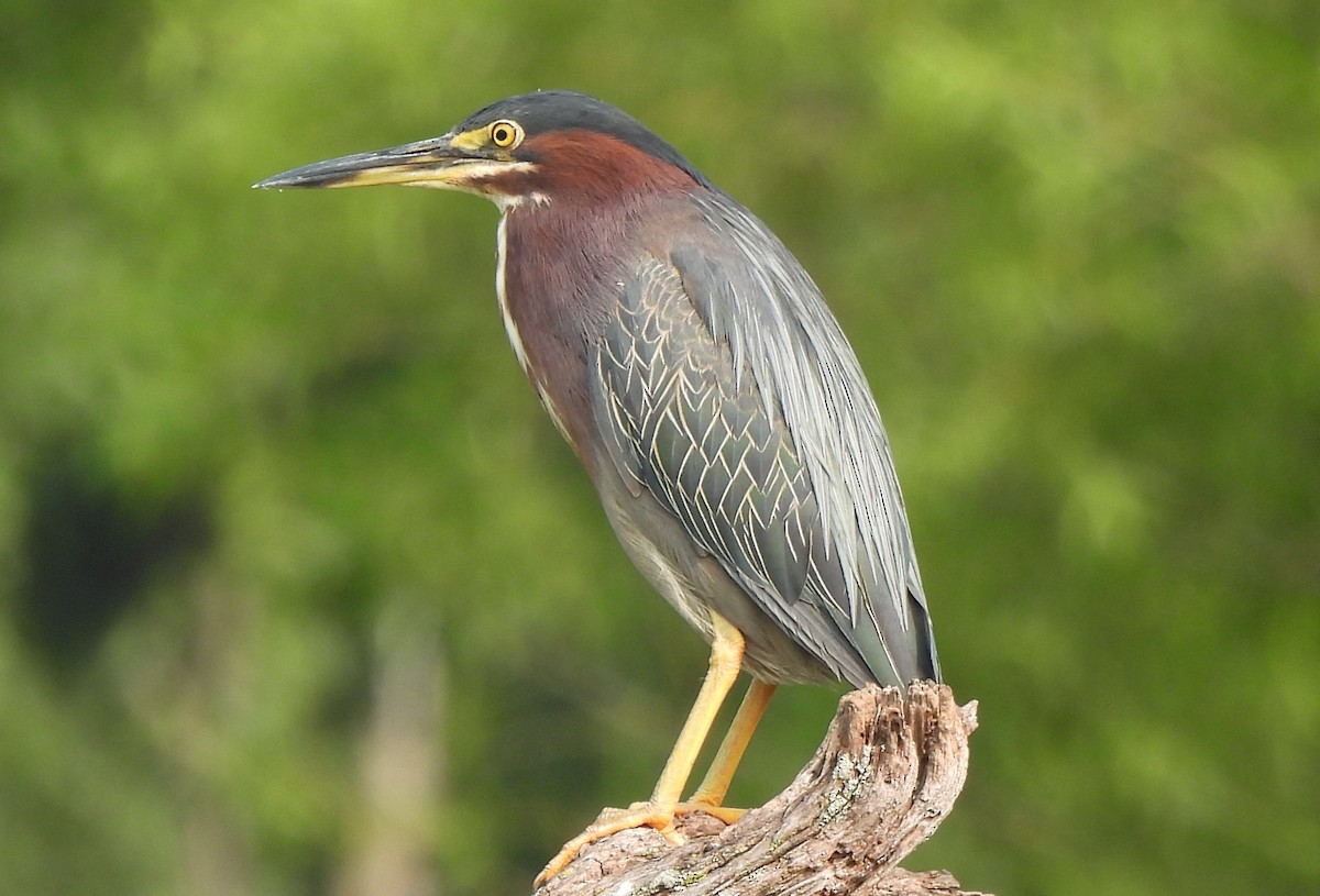 Green Heron - ML598122341