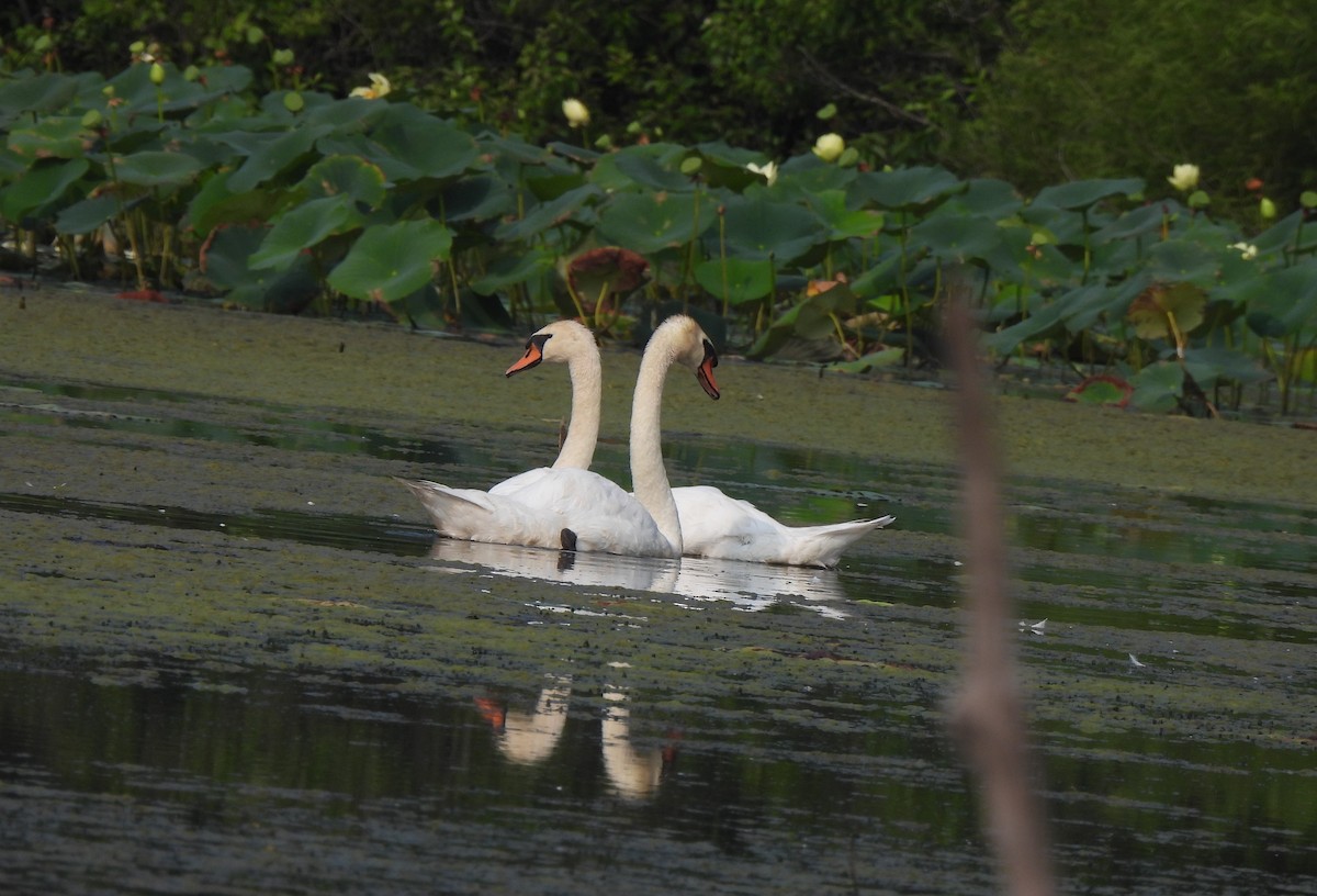 Mute Swan - ML598122371