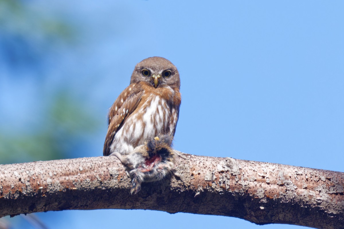 Northern Pygmy-Owl - Alex Rinkert