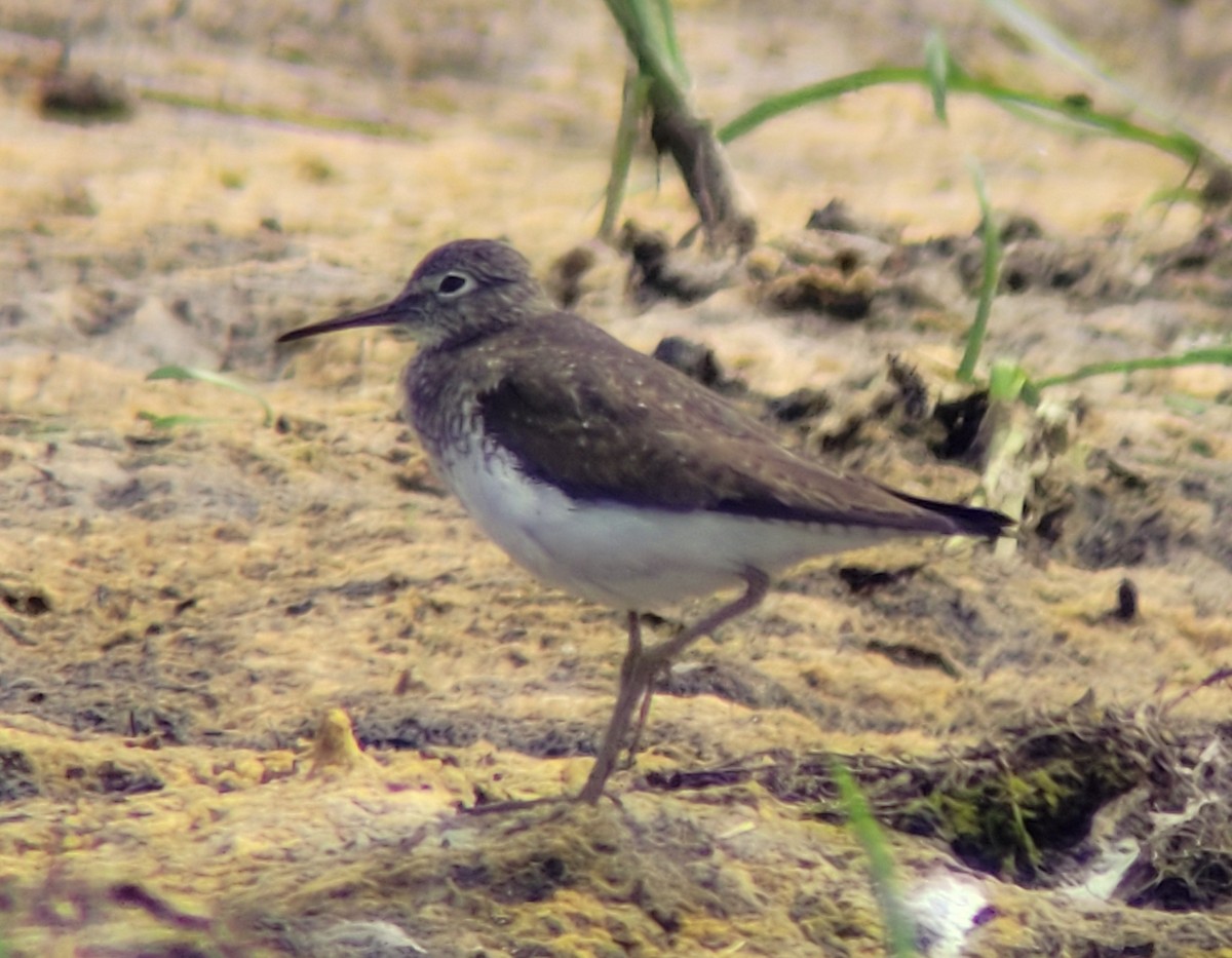 Solitary Sandpiper - ML598124971