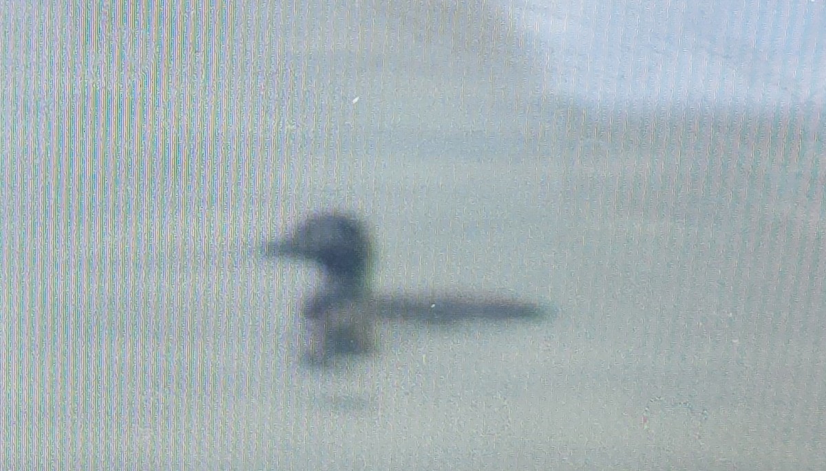 Long-tailed Duck - ML598125061