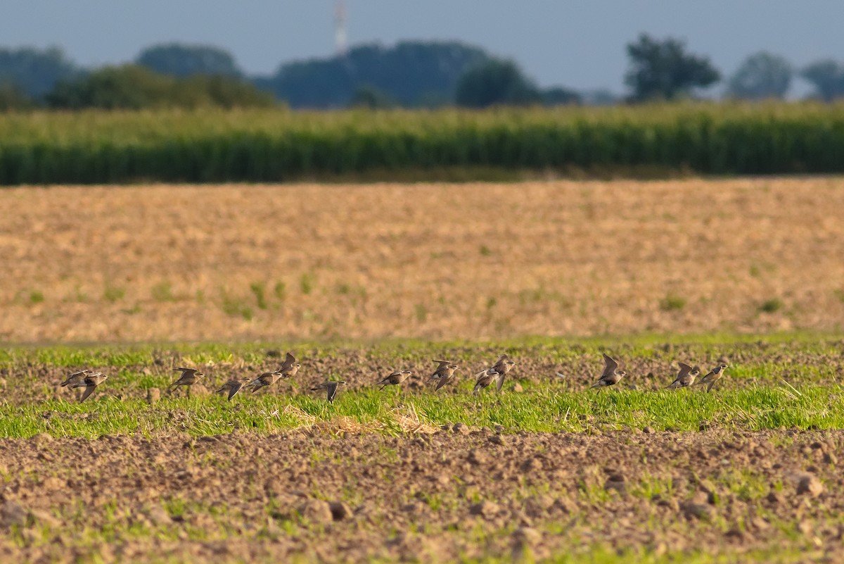 Eurasian Dotterel - Paweł Szymański