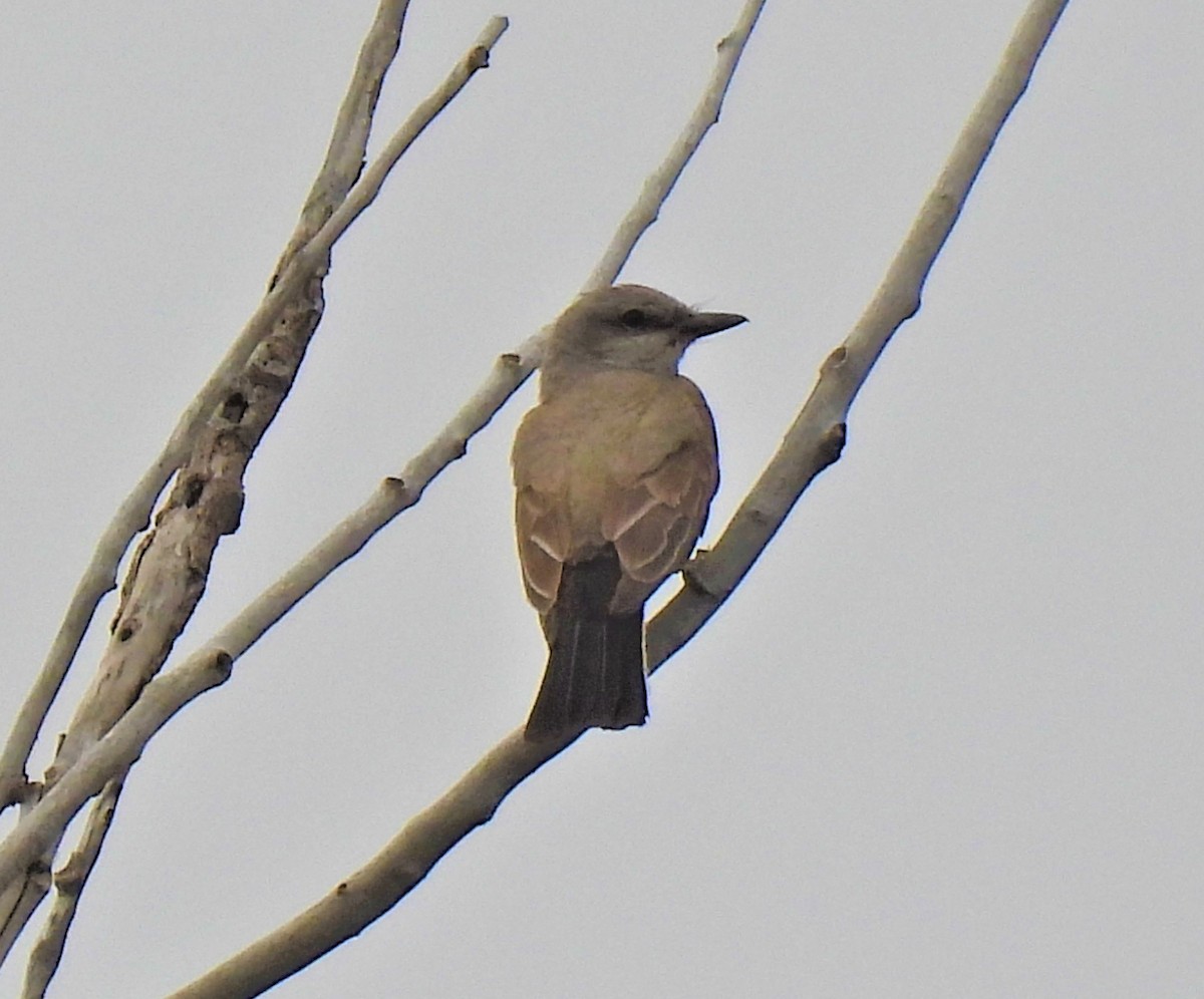 Western Kingbird - ML598125231