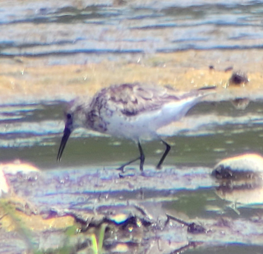 Western Sandpiper - ML598125521