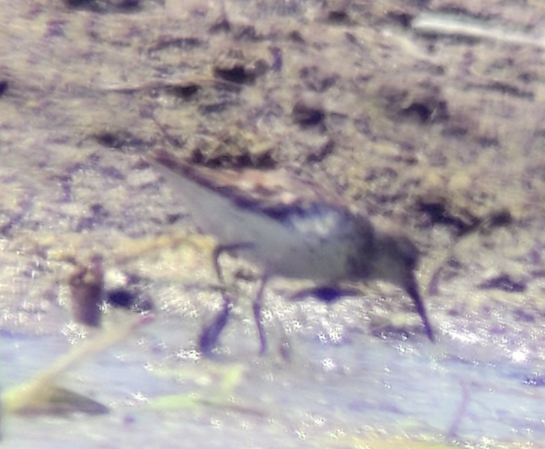 Western Sandpiper - ML598125531