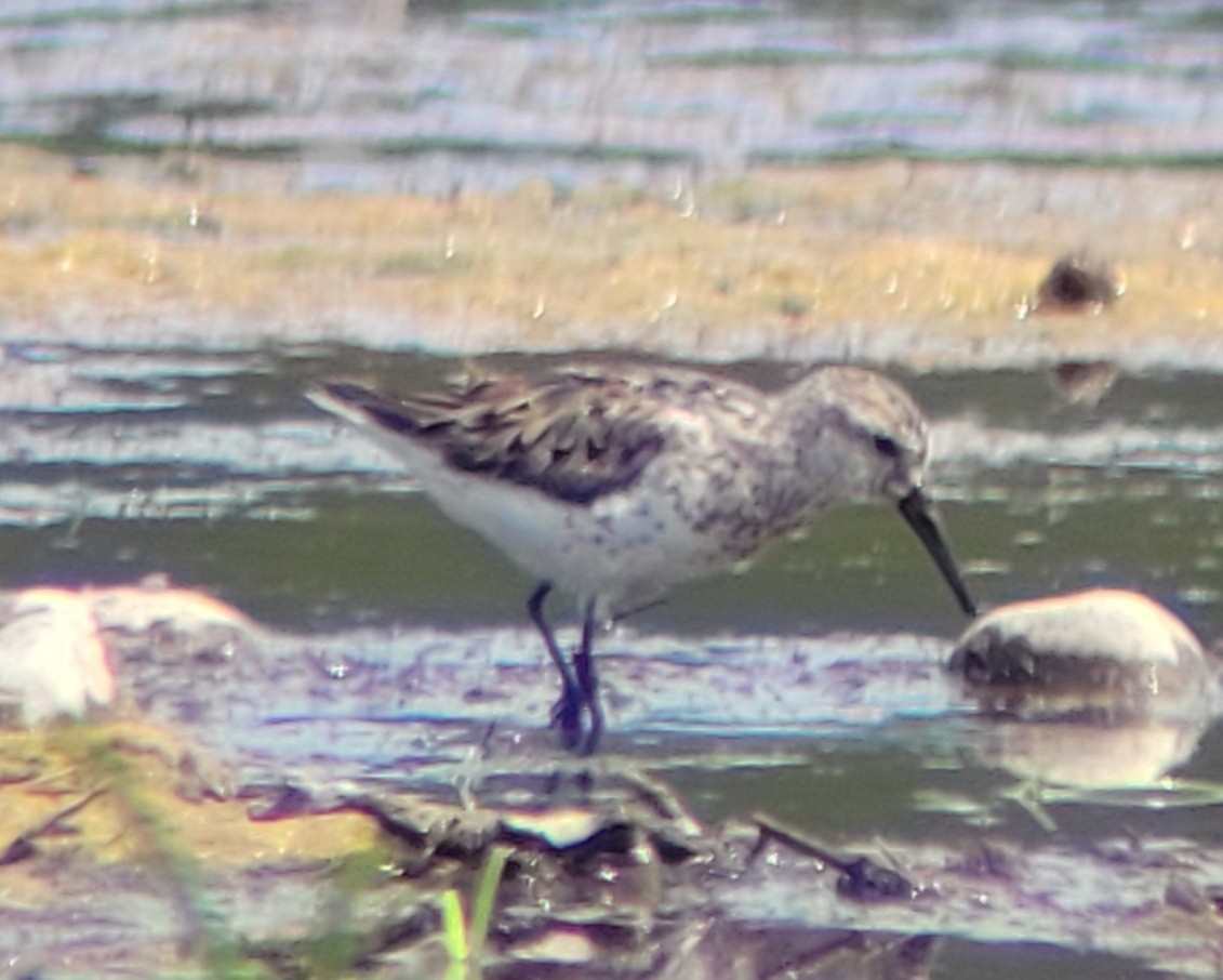 Western Sandpiper - ML598125541