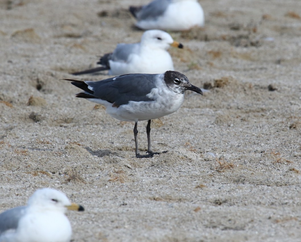 Laughing Gull - ML59812601