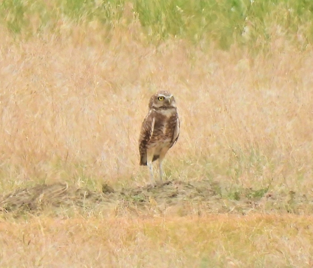 Burrowing Owl - ML598126021