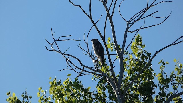 Gray Hawk - ML598126291