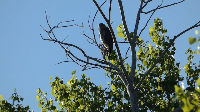 Graubussard - ML598126321