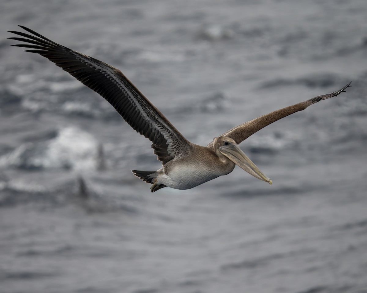 Brown Pelican - ML598126451