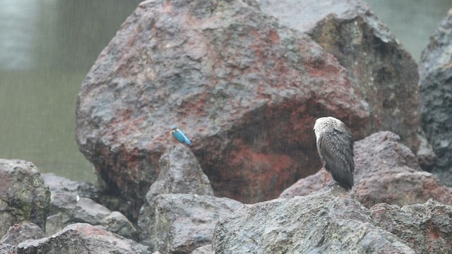 Cormoran à cou brun - ML598126461