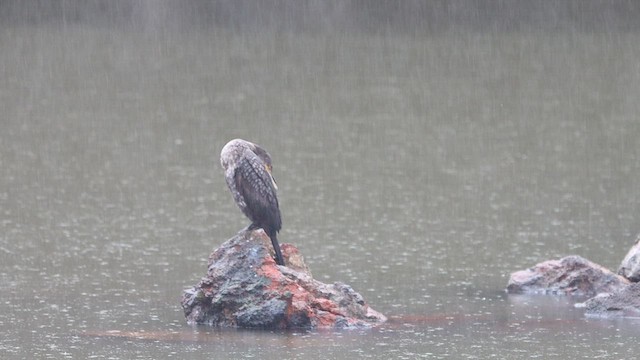 Indian Cormorant - ML598126481