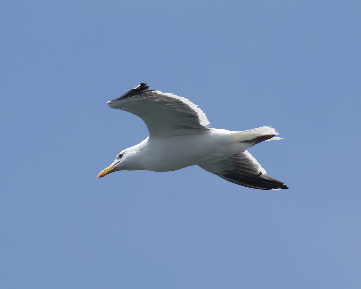 Western Gull - ML598126501