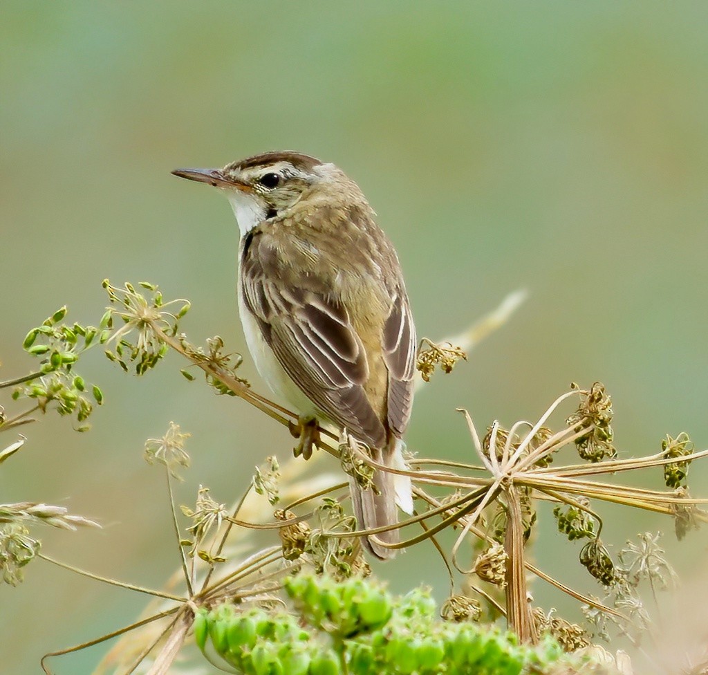 Sedge Warbler - ML598126661