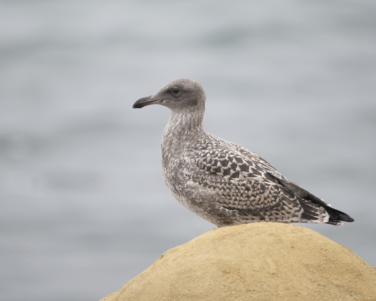 Western Gull - ML598126751