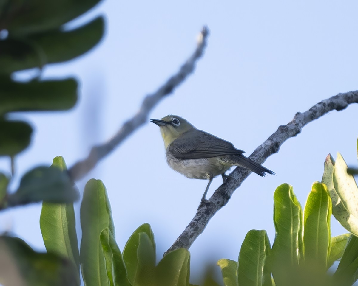 Swinhoe's White-eye - ML598127311