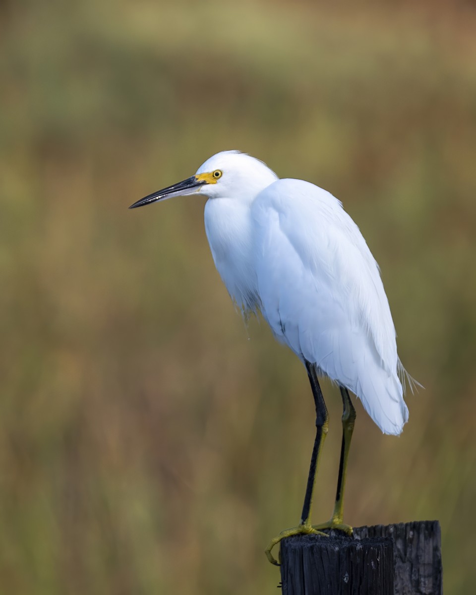 Snowy Egret - ML598127391