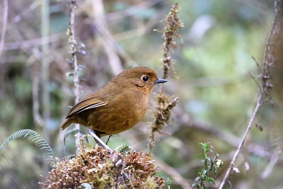 Chachapoyas Antpitta - ML598127601